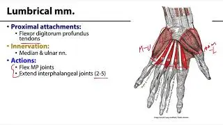 MSK Upper Limb - Hand Muscles