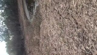 This deer 🦌 Walked up on me
