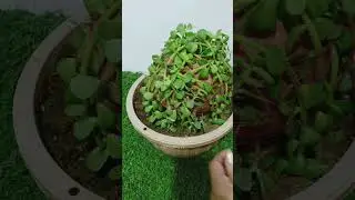 Ball Jade Topiary #jade #topiary #hildacrafty #gardendecor