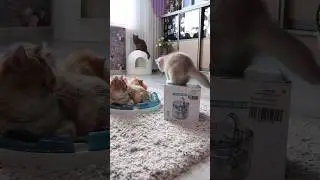 The cat does not drink water? Which waterer to choose - automatic?