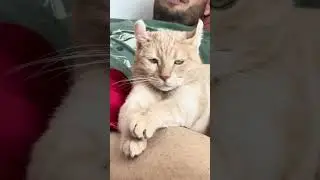 Настроение)