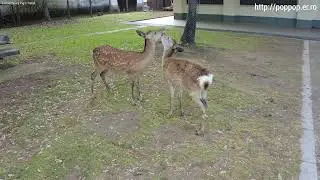 a pair of deer-Nara,Japan