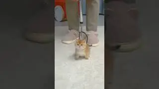 Шарик
