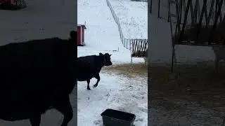 The cow is running