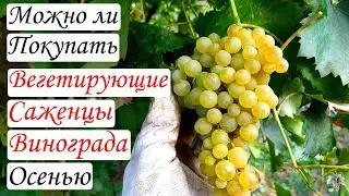 Можно ли покупать вегетирующие саженцы винограда в осенний период