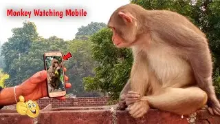 मोबाइल में अंगूर देखकर बंदर के मुंह में आ गया पानी  | Monkey Watching Mobile-Very Funny