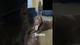 Bruno #cute #dog #funny #tntdynamite100