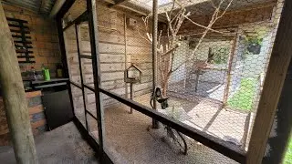 Os novos filhotes voaram do ninho, veja como estão lindos!