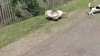turkey attacked jack russel / funny animals/ розборки по Гальчинськи