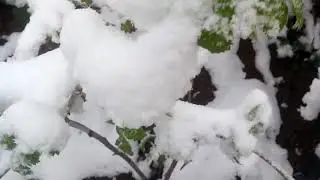 помидор под снегом