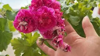 Сентябрь.Чем занимаюсь и как мои пеларгонии.