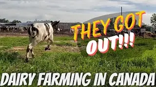 Drone Rescue and the Cows Got Out!