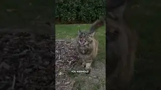 Funny Cats Speak English Voiceover #funny #cat #funnycats #funnyvoiceover #talkingcats #shorts