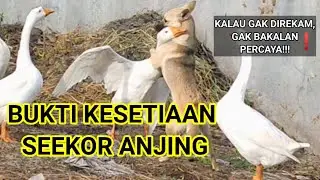 BUKTI KESETIAN SEEKOR ANJING | KALAU GAK DIREKAM GAK BAKALAN PERCAYA | ANJING PENJAGA KERBAU & ANGSA