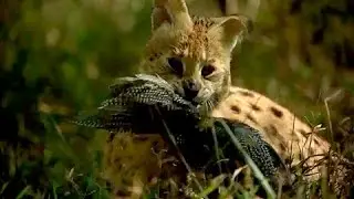 Serval Caza a su Presa con un Increíble Salto