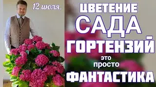 ГОРТЕНЗИИ древовидные, крупнолистные 💐 ЦВЕТЕНИЕ 🌞 обзор сада 🌞 ДЕЛЮСЬ опытом выращивания💐12 июля 💐