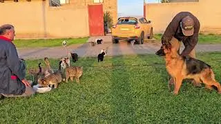 😍German Shepherd Photo Model and Fearless Cats. Oh, these cute cats! Odessa Ukraine