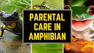 Parental Care In Amphibian 🐸 