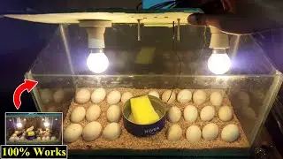 BEST INCUBATOR FOR CHICKEN EGGS