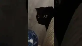 Услышал про еду и напал 😁