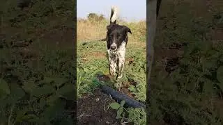 Aggressive dog THE BLACK 