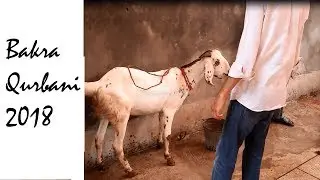 Bakra Qurbani 2018 Part 1