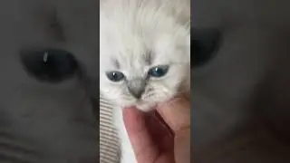 Котик шотландский голубоглазый окрас колор пойнт