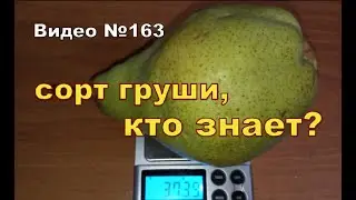 Груша большая, сладкая и сочная! Что за сорт?