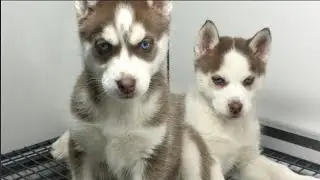 BABY ANIMALS FOR WHEN YOU'RE STRESSED ABOUT INFLATION CRIME & POLITICS 2022