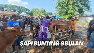 HARGA SAPI BABON BUNTING 9 BULAN