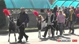 Шествие слонов в Алматы