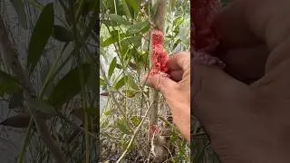 Ovo de caramujo maça oque fazer com eles  #caramujo #caracoles #bichos #nature