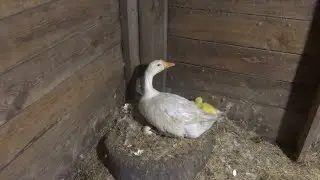 Гусята вылупились