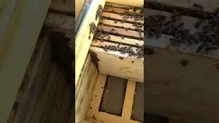 Нижний ярус осмотр пчелосемей.