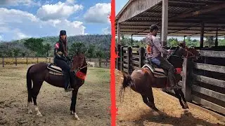 VEJA COMO ESTÁ A DOMA DA NOSSA ÉGUA! Incrível como ela é rápida