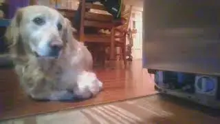 HunterCam #2