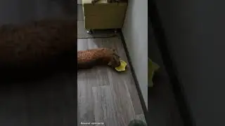 🍗🍖🥩 