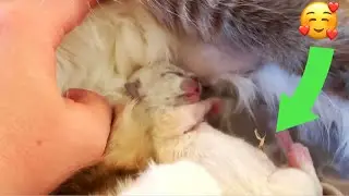 КОТЕНОК РЭГДОЛЛ 1 День после Рождения☺️