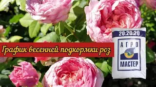 Spring fertilizing schedule for roses.