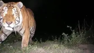 Candid Creatures- Sneak Peak