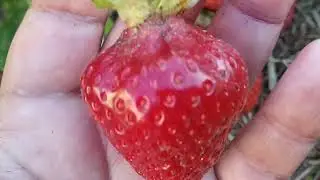 Сорт клубники Роксана из рассады фриго. Удачные сорта в моей коллекции
