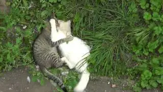 Драка котов# 05