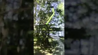 Гусеница походу хочет предъявить пауку )))