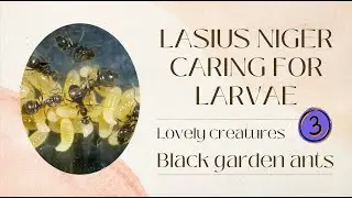 Lasius niger caring for Larvae 03