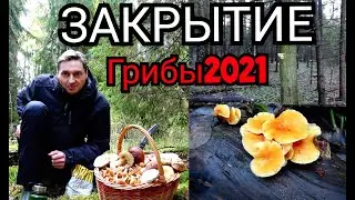 ЗАКРЫТИЕ ГРИБНОГО СЕЗОНА 2021, ПОДМОСКОВНЫЕ ГРИБНЫЕ СБОРЫ, ПРОХЛАДНО НО ГРИБЫ ЕСТЬ 2021г.