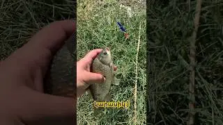 Կարասիկ:)