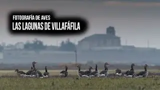 Fotografiando Aves en las Lagunas de Villafáfila
