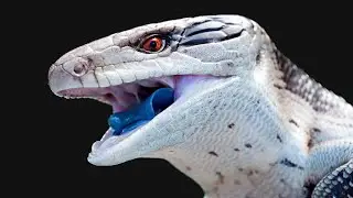 Blue-tongued Skink. The best pet lizard?