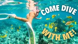 DIVE INTO GUADELOUPE: THE CARIBBEAN'S EMERALD TREASURE! EP-139