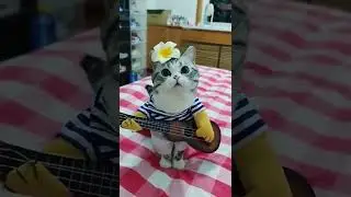 Rockstar Kitty 😺 🎸 | Cutest Pet On Internet #shorts #cat #pets | Paws and Fur